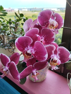 Цветы и кустарники