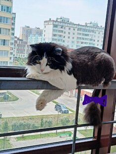 Котейка лежит на балконе😆😆😆