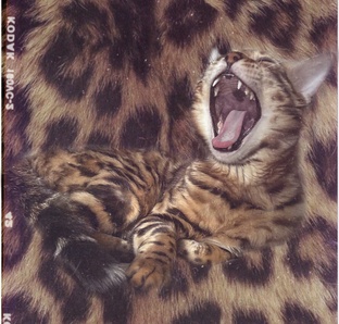 Кот Зет
