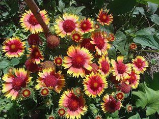 Лютики-цветочки у меня в садочке