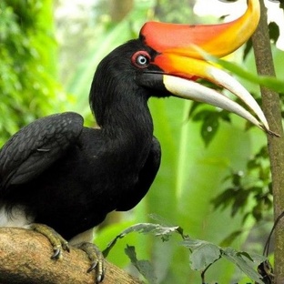 Птица-носорог: тайны гиганта с клювом-шлемом