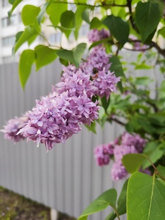 Сирень 
