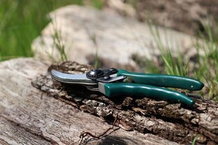 Растениеводство для дачников
