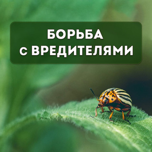 Борьба с вредителями 