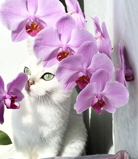 Кот Маню и кошки с цветочками🌸🌼🌸