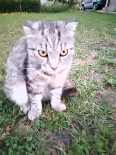 Кошка Мурка! 