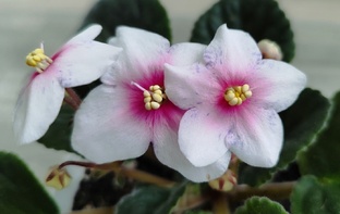 Авито покупки и продажи