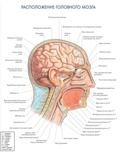 НЛП лом человека для жертв пситеррора