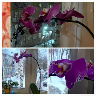 Новая Орхидея 
