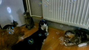 Кошачья стая