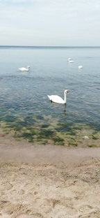 Встречи на Балтике. 