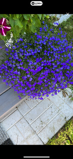 2023 год. Сад, огород, дача.