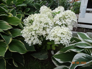 Мои гортензии