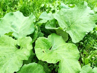 Сорняки на даче