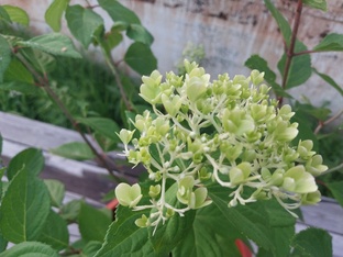 декаративные кустарники