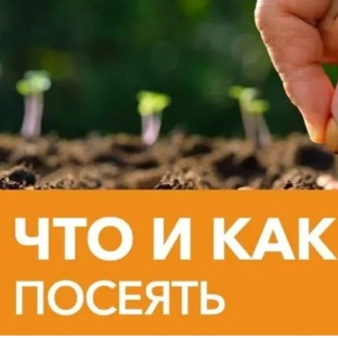 Советы что и как посеять 