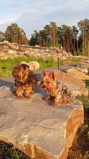 Знакомство 🐶🐶