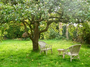 Сад и деревья