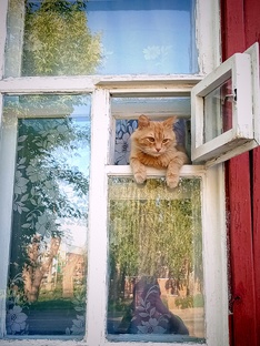 ЖИВОТНЫЕ 