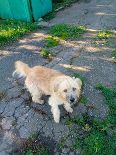 Скользкий