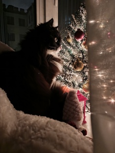 Мечты Масяни 😻