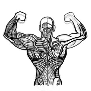 Курс по анатомии от NewArtSchool