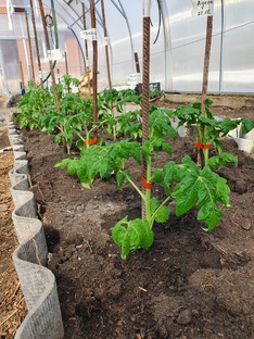 Огородный сезон 2025