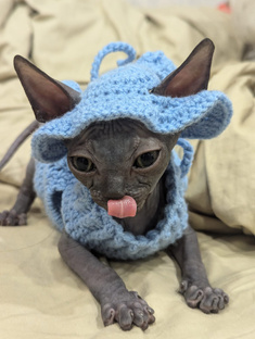 Забавные животные 😽