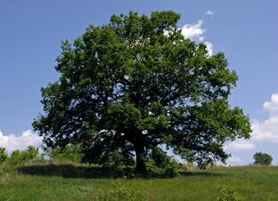 Гороскоп Друидов