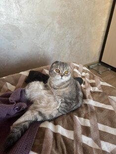 Украшение семье