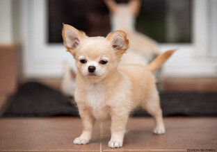 Помет щенков 08.03.23