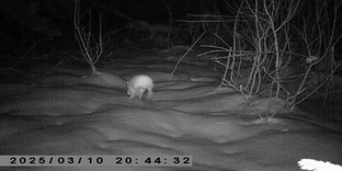 Думай как заяц