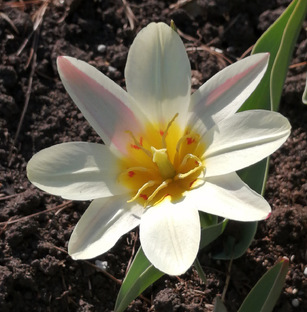 Первоцветы