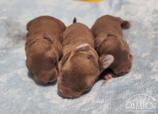 Кролики в продаже