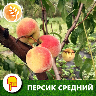 Персики среднего срока созревания