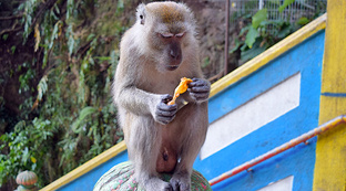 Обезьяны-преступники в жарких странах
