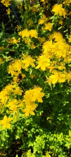 Пряная грядка/лечебные травы