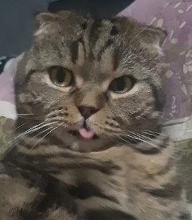 Хвостатые непоседы