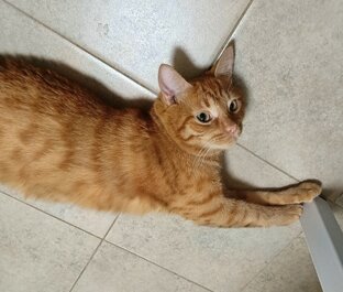 Феня милый котик
