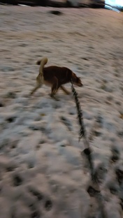 ꒰⁠⑅😶Терри🐕⑅⁠꒱