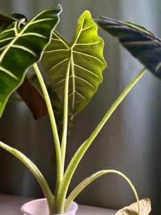 Алоказии: уход, проблемы, ошибки 