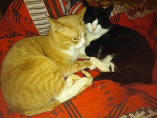 Коты Персик и Барсик 
