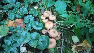 ПОХОДЫ ЗА ГРИБАМИ. ТИХАЯ ОХОТА 