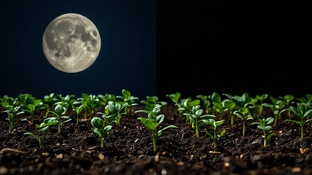 РАЗБЕРЁМ ПО КОСТОЧКАМ! Методы, советы и “волшебные приёмы” для сада