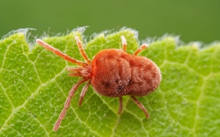 Вредители комнатных растений