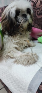 Энтер.Ит... Как спасти щеночка?