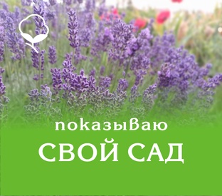 Показываю свой сад