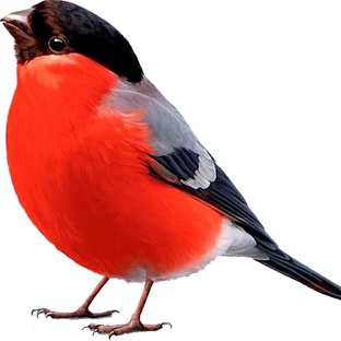 Снегирь: зимняя загадка с красной грудкой