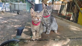 КОТИКИ