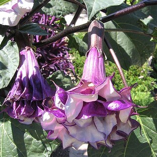 ЦВЕТЫ . ОДНОЛЕТНИЕ